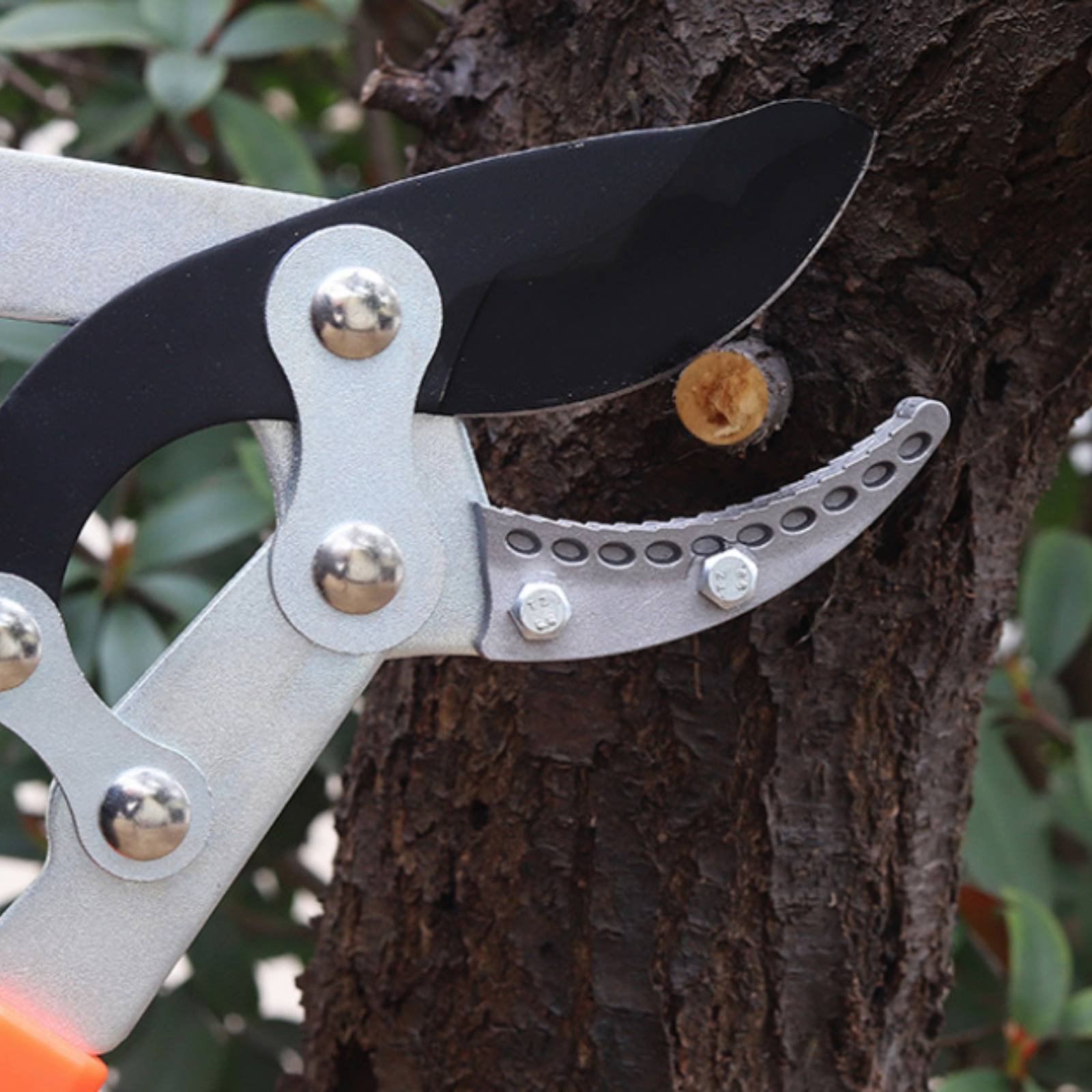 伸縮式枝切り鋏 シャープブレード 頑丈な木剪定鋏 剪定鋏 快 - Pruning Shears のレビューと価格